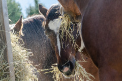 Pferde beim Fressen